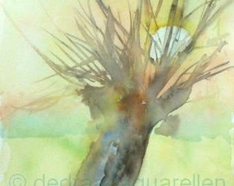 Pollard willow. Original watercolour.