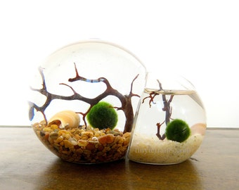 Limited Edition Mommy and Baby Bubble Marimo Terrarium Kit: Mother's Day Gift, 23 Colors, Fast Shipping, Gift Wrap, Card, New Parent Gift