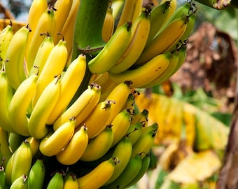 Banana seeds ,517, yellow banana, fruit seeds, non gmo seeds, gardening , greek seeds, summer seeds