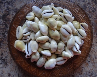 Shells for Grids * COWRIE (Money) * Shells Set of 15 for Gemstone Grid Layouts