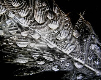 Feather Photograph, Macro Photography, Nature Photography, Macro Print, Fine Art Photography, Fine Art Print, Wall Art, Home Decor