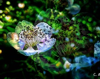 Transparente Blume