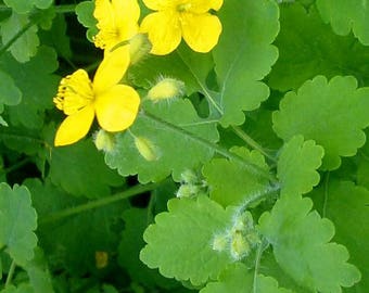 Celandine Herb seeds from Ukraine #1614