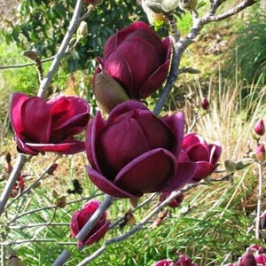 10 fresh seeds Rare Genie Dark Red Yulan Magnolia Tree Flower
