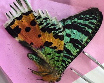 Madagascar Sunset Moth real unmounted