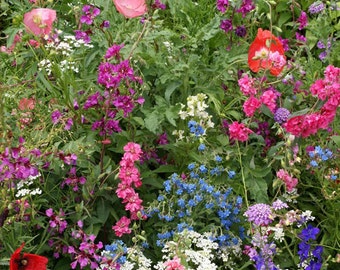 Shade Garden Flower Mix Flower Seeds - Non-GMO, Open Pollinated, Untreated, Heirloom, Native, Flower Seeds