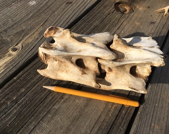 Mule Deer Vertebrae - 2