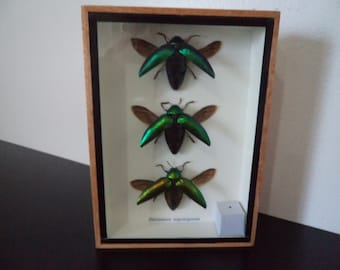 Wall Display Real Jewel Beetles Boxed Insect Display Taxidermy (Sternocera Aeguisignata) Entomology Bugs Zoology