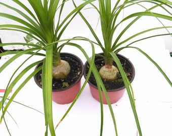 Two Ponytail Palm - 4" Pot - Beaucarnea - Great Indoors! (FREE SHIPPING!)