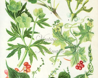 Antique Print, MISTLETOE English plants 51, Edwardian chart beautiful wall art vintage color lithograph illustration 1970 garden