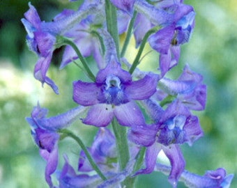 Western Larkspur Seeds, Unique Shaped Blue Wildflower, Early Settlers Made Ink with Flowers, 25 Seeds