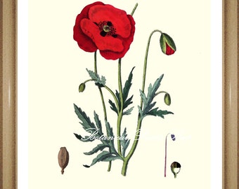 Poppy Print. #1 Botanical Print. Antique Flower Print, Poppies. 8x10"