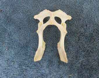 Coyote Pelvis Bone From Montana Coyote