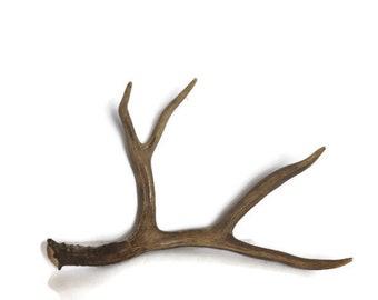 Deer Antler / Shed Antler / Natural Antler (#167)