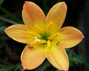 Rain Lily Bulb, Zephyranthes 'Airie', Rainflower, Fairy Lily, Magic Lily, Zephyr Lily, Atamasco Lily, Flowering Size