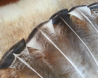 Natural Dark Black and White Turkey Plumage Feathers- Cruelty Free - Lot of 20