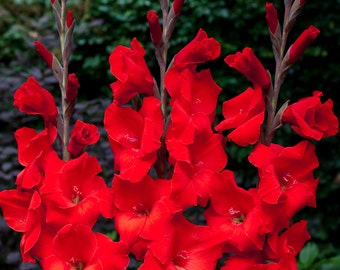Gladiolus Red Color Flower Bulb Perennial Summer Blooming