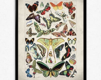 Butterflies Vintage Print 1 - Butterflies Poster - Butterfly Art - Butterflies Picture - Home Decor - Home Art - Kitchen Art (VP1059)