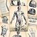 Humani Corporis Fabrica ATC ACEO cards Digital Collage Sheet for Scrapbooking Altered Art Victorian Style / AC34