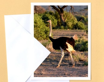 Ostrich Photo Greeting Card