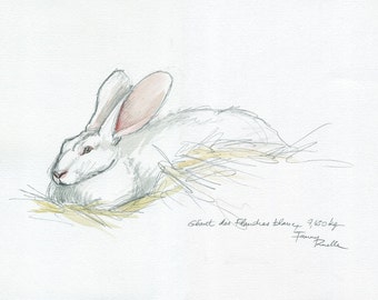 White giant Flanders rabbit - watercolor from life