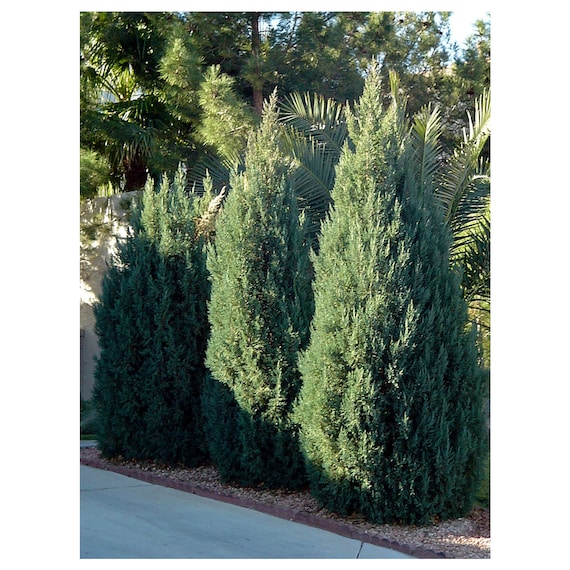 Blue Point Juniper Upright Juniper 6 Plants 2.5 Pot