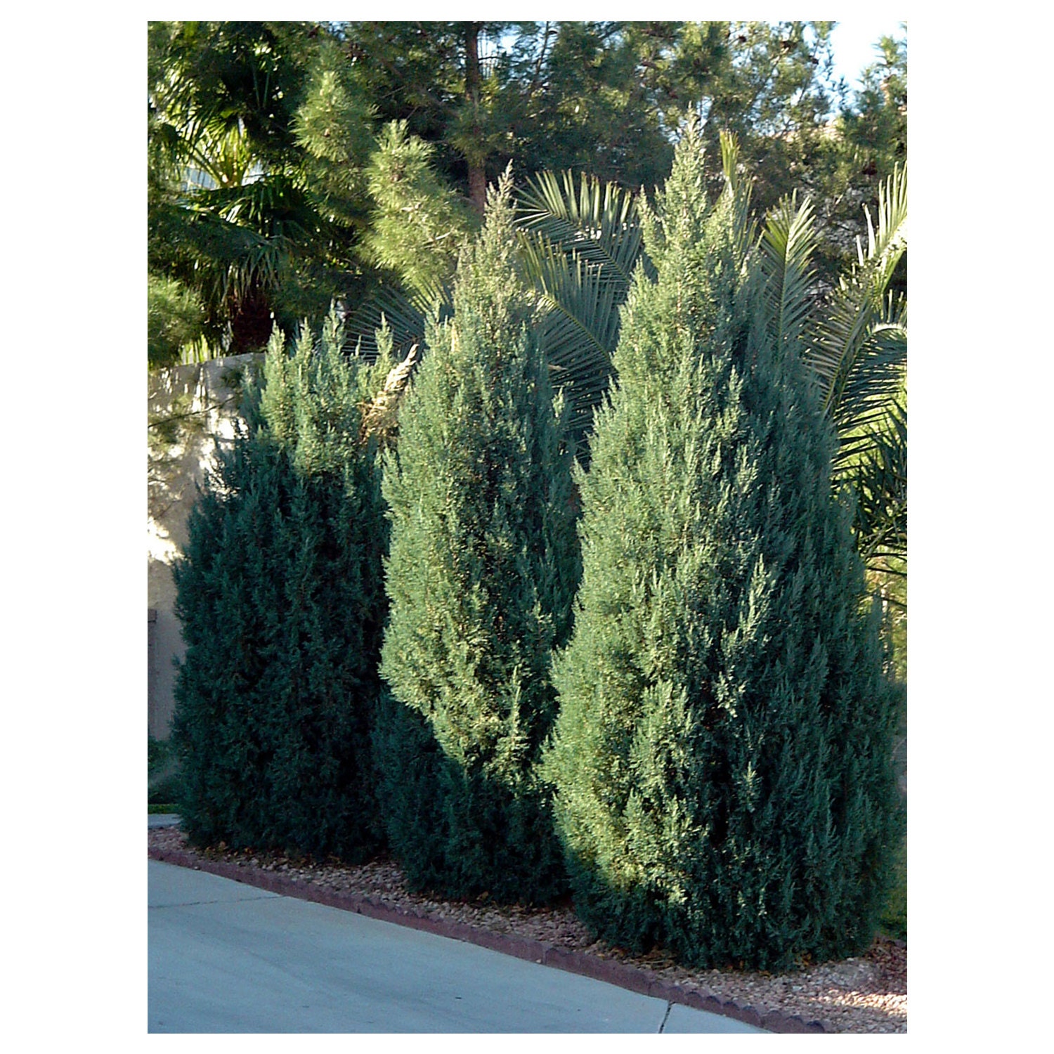 Blue Point Juniper Upright Juniper 6 Plants 2.5 Pot