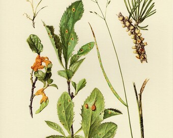 Vintage lithograph of plant pathogens, rust fungi, pathogenic fungi, pucciniales from 1964