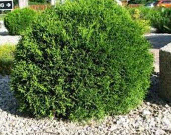 Little Giant Dwarf Arborvitae ( Thuja ) - Live Plant - Quart Pot
