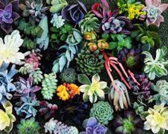 Good Start Plants... 5 Succulent clippings Succulent cuttings Succulent starts in a mixture of plant colors