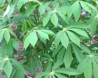 Sweet Edible Cassava Yuca Stem Cutting (Manihot esculenta)