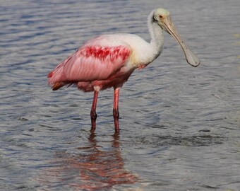 16x20 Canvas photograph of Roseate Spoonbill