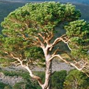 Scot's Pine 10 Seeds - perfect for bonsai lovers. Interesting shape tree
