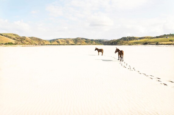 DONKEY TRACKS. South Africa, Donkeys on Beach, Landscape Print, Beach Print, Travel Photography, Limited Edition
