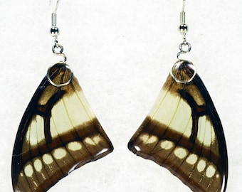 Real Butterfly Earrings - Polyura Narcaea - Hand Cast Resin