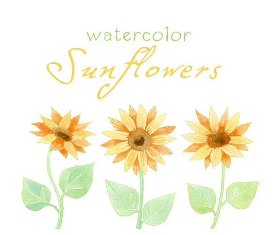 Watercolor Flowers Sunflowers Digital Clipart Watercolor