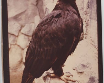 Black Eagle Full-Color Photo, Bird, Raptor, San Diego Zoo, California
