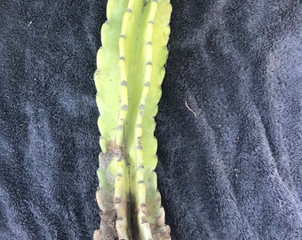 Scared Peruvian Cactus