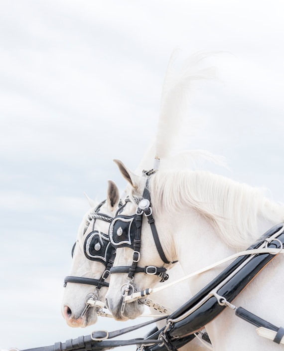 ANGELS 2. White Horse, Equine Print, Horse Photography, Limited Edition print, Photographic Print.