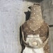 Twigs, A Primitive, Folk Art Chicken Pattern by Raven's Haven