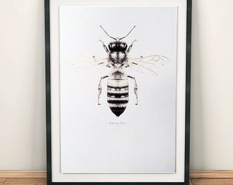 Honey bee art print. Honey bee illustration. Bee print. Metallic gold. Vintage insect print. Scientific illustration. Vintage bee. Bees.
