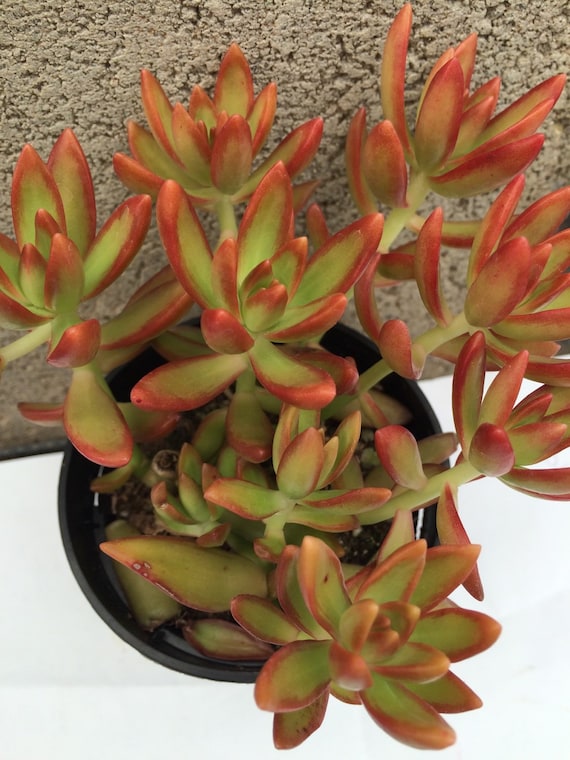 4 Sedum Firestorm Succulent