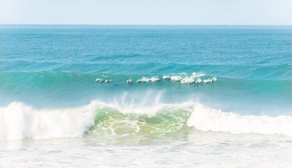 DOLPHIN SURFERS. Dolphin Print, Wildlife Photography, South Africa, Limited Edition, Photographic Print