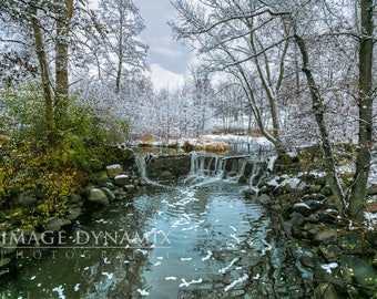Winter's Spring - 13x19 Fine Art Print