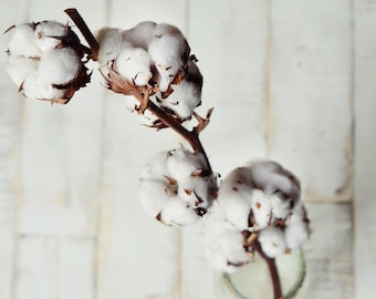 Dried cotton bolls natural cotton stems rustic wedding decor real boho dried flowers farmhouse home decor