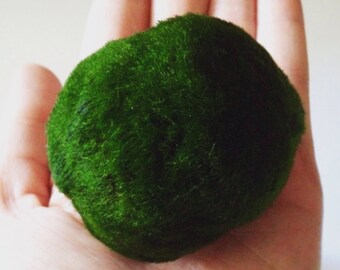 Marimo Moss Ball Good Luck Plant