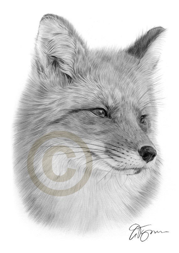 Portrait of a Red Fox pencil drawing print wildlife art