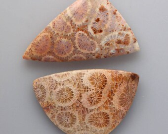 Fossil Coral cabochon set