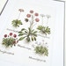 Set of 6 Antique Botanical Illustrations in Whites Pinks