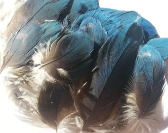 Blue Macaw Feathers Cruelty Free Humane Naturally Molted Real Feathers